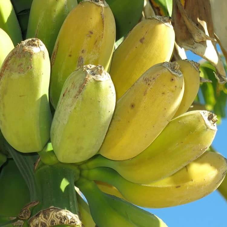 Goldfinger Banana Seeds