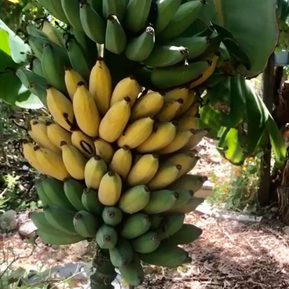 Goldfinger Banana Seeds