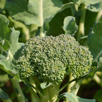 Goliath Broccoli Seeds