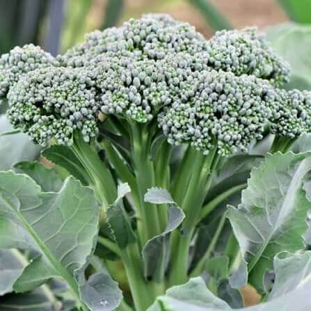 Goliath Broccoli Seeds