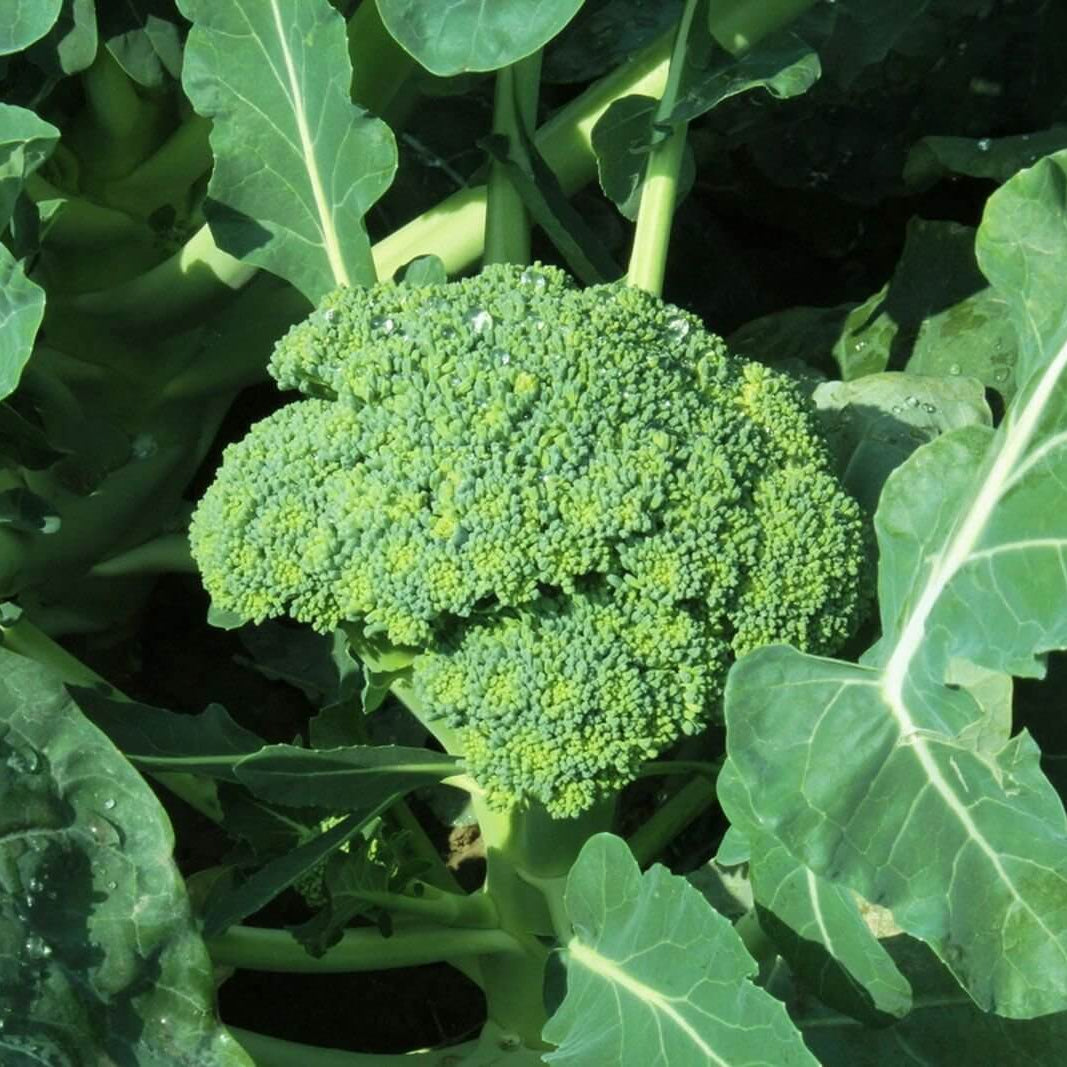Goliath Broccoli Seeds