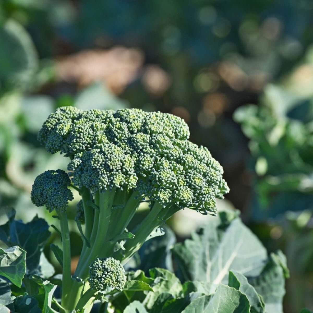 Goliath Broccoli Seeds