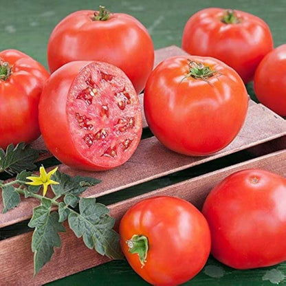 Goliath Tomato Seeds - Vegetable Plant