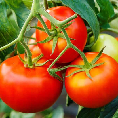 Goliath Tomato Seeds - Vegetable Plant