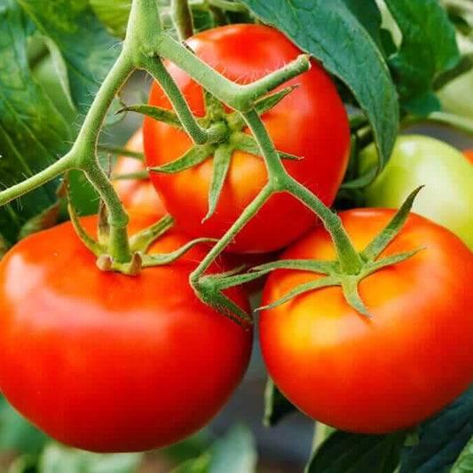 Goliath Tomato Seeds - Vegetable Plant