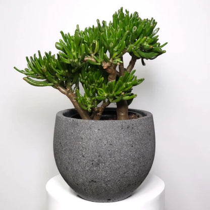 Gollum Jade Plant Seeds - Flower plant