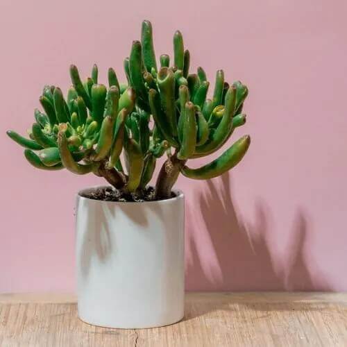 Gollum Jade Plant Seeds - Flower plant