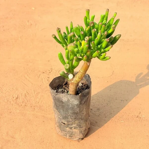 Gollum Jade Plant Seeds - Flower plant
