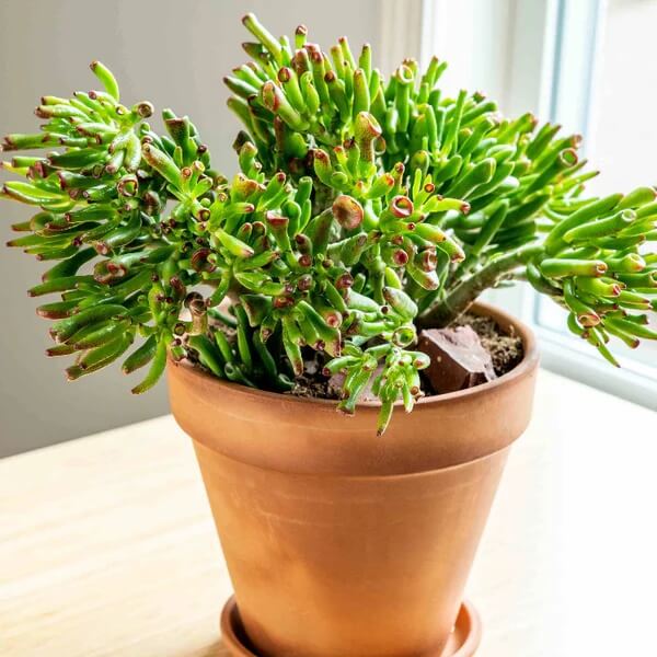 Gollum Jade Plant Seeds - Flower plant