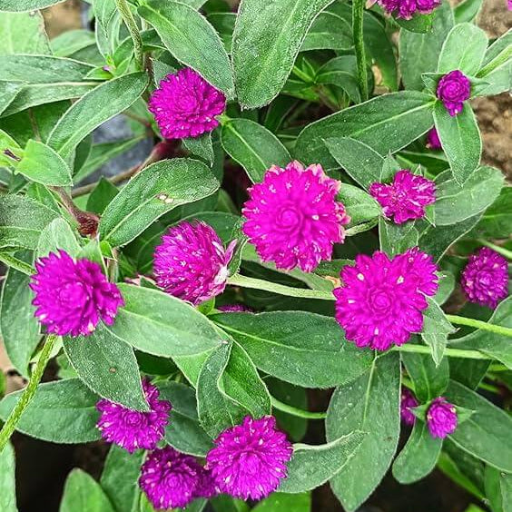 Gomphrena Seeds