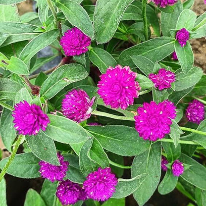 Gomphrena Seeds