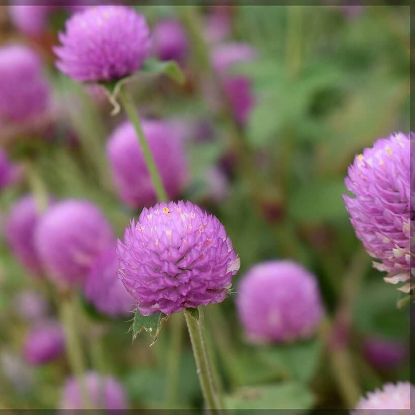 Gomphrena Seeds - Flower Plant for Home Gardens