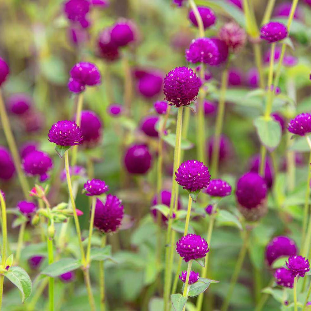 Gomphrena Seeds