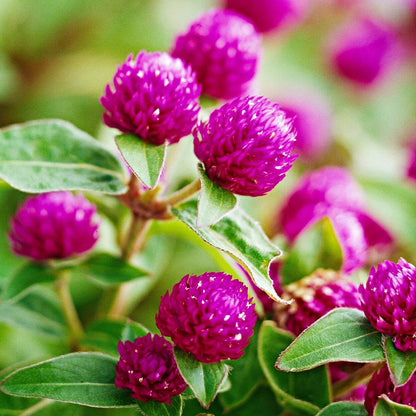Gomphrena Seeds