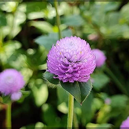 Gomphrena Seeds - Flower Plant for Home Gardens