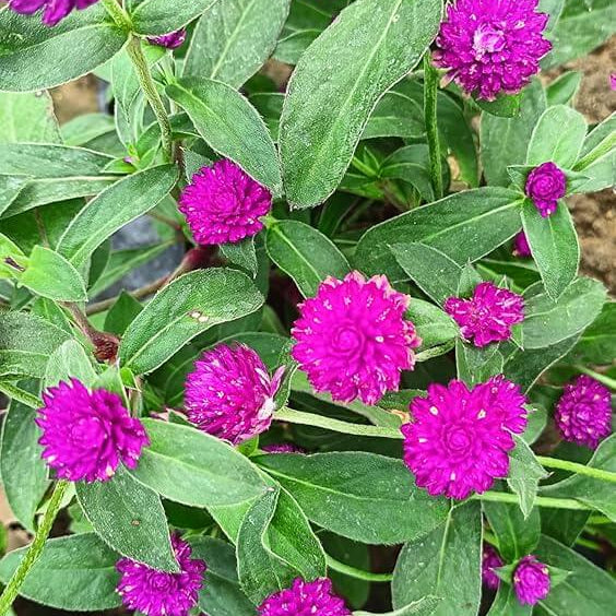 Gomphrena Seeds