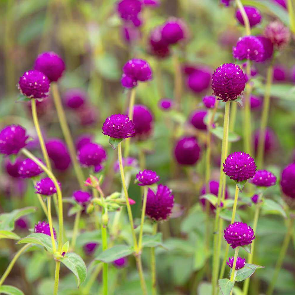 Gomphrena Seeds - Flower Plant for Home Gardens