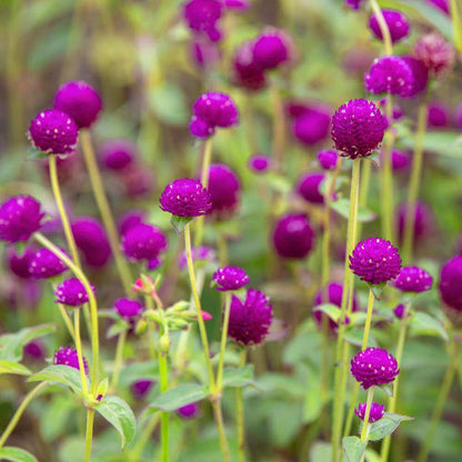 Gomphrena Seeds - Flower Plant for Home Gardens