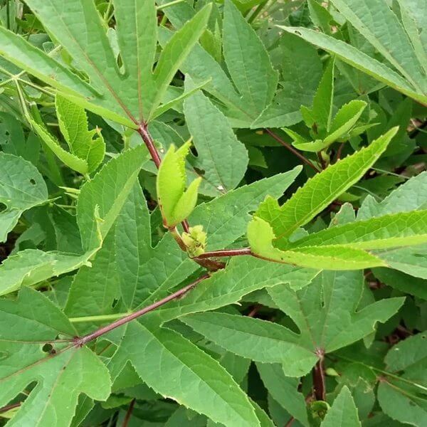 Gongura Plant Seeds