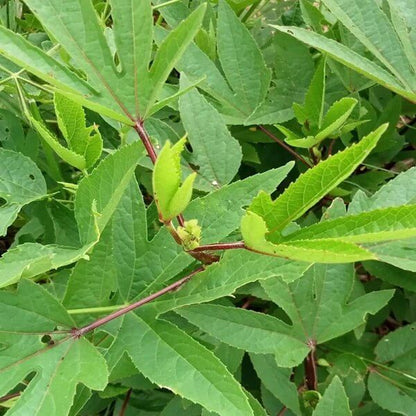 Gongura Plant Seeds