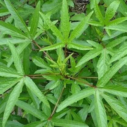 Gongura Plant Seeds