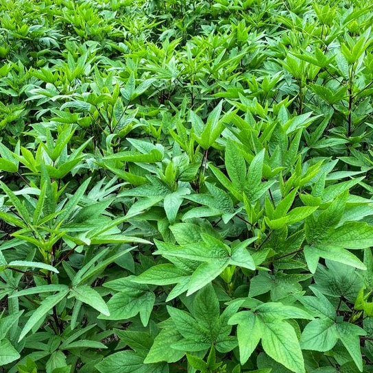 Gongura Plant Seeds