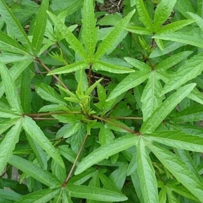 Gongura Seeds