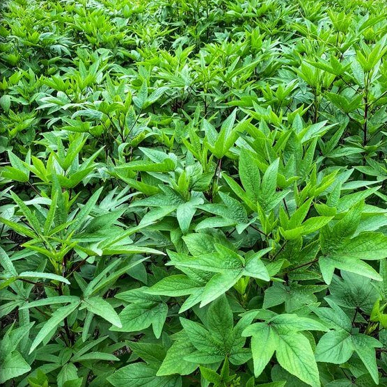 Gongura Seeds