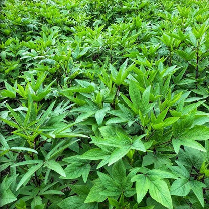 Gongura Seeds