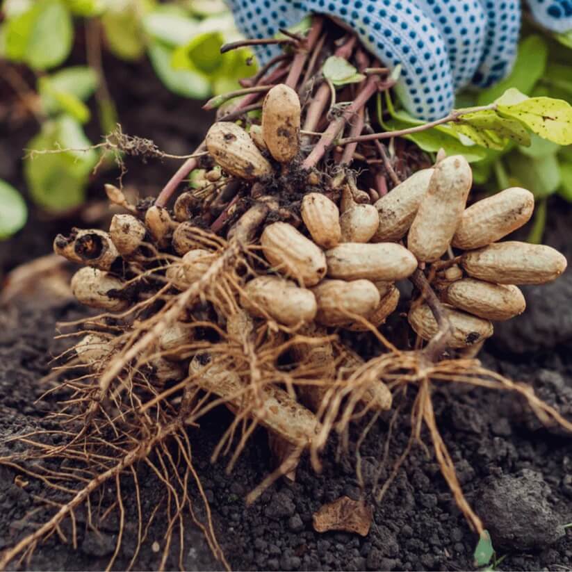 Goober Seeds