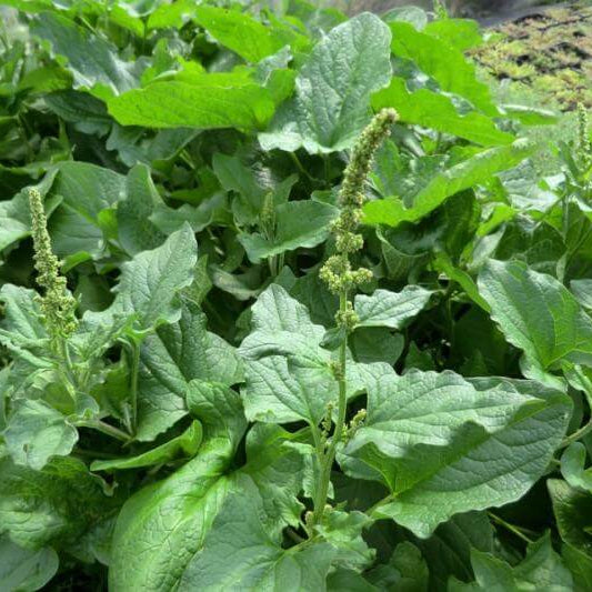 Good King Henry Seeds 