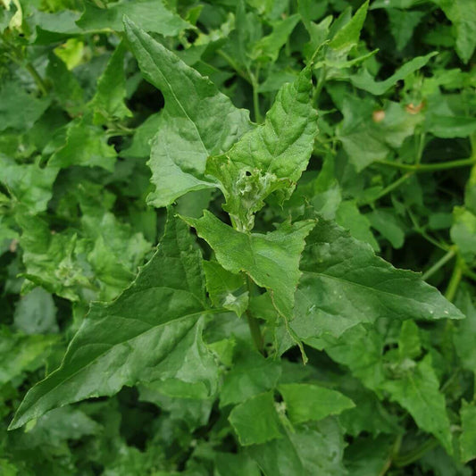 Good King Henry Seeds 