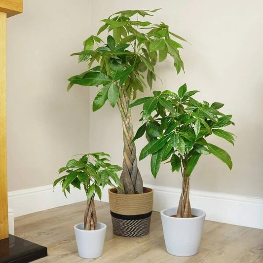 Good Luck Tree Seeds - Flower Plant