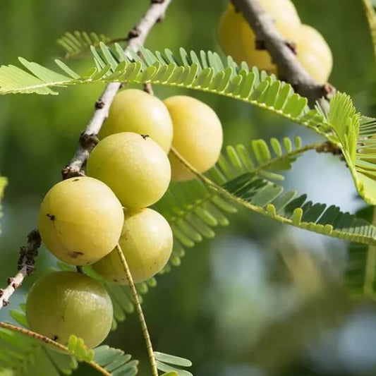 Gooseberry seeds - Fruit Plant
