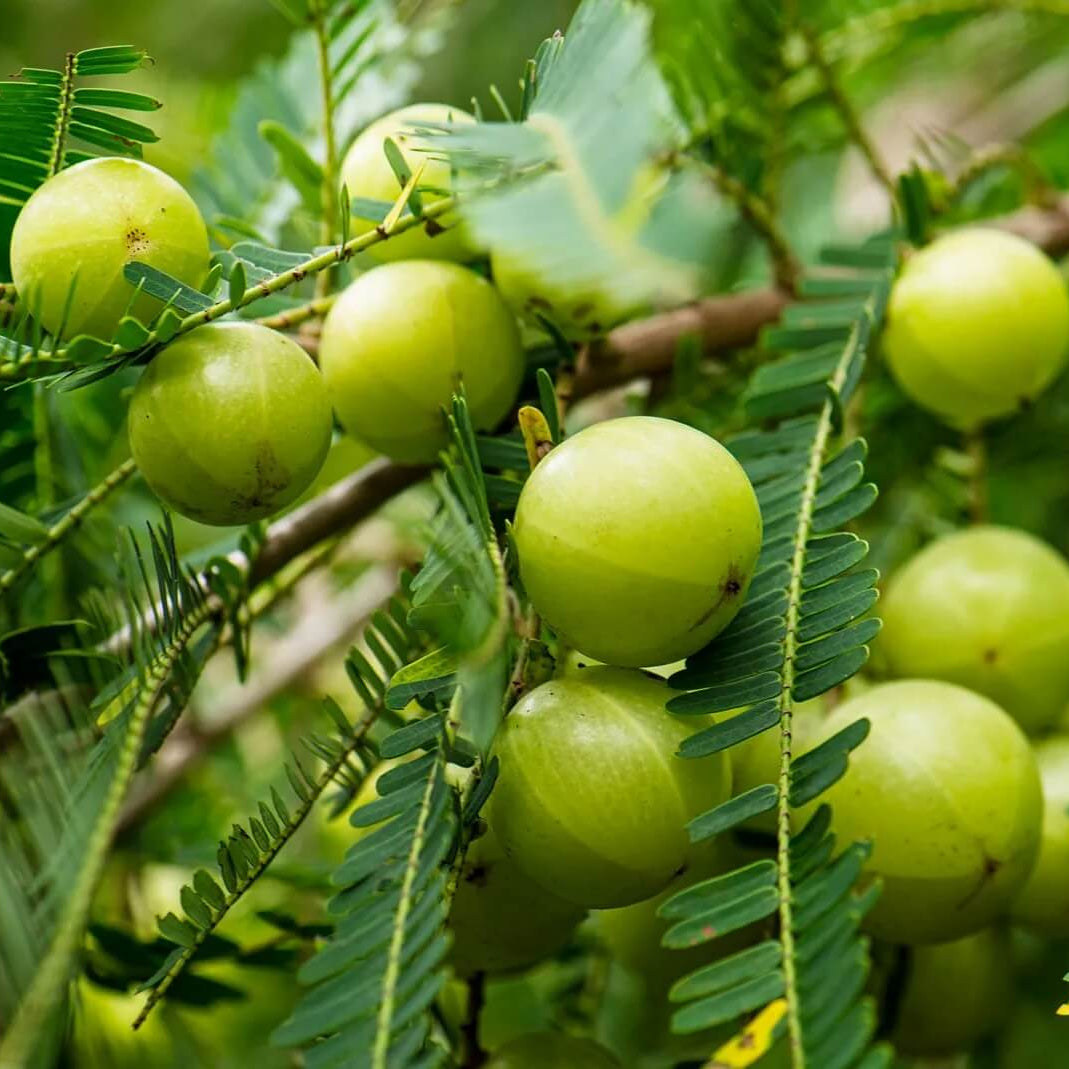 Gooseberry seeds - Fruit Plant