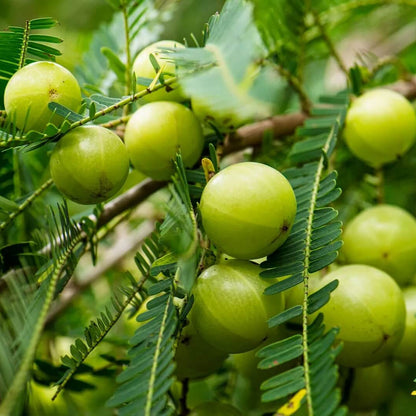 Gooseberry seeds - Fruit Plant