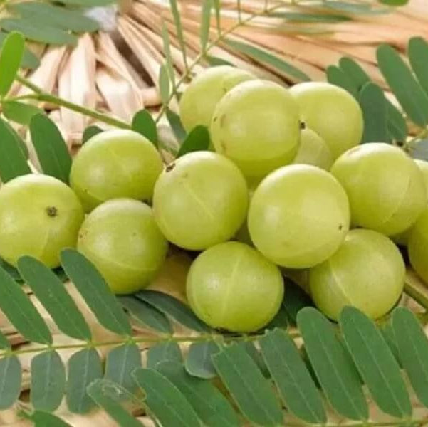 Gooseberry seeds - Fruit Plant