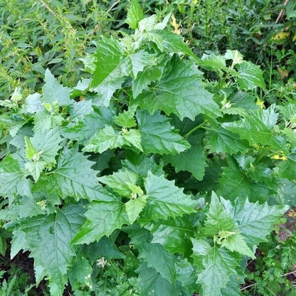 Goosefoot Seeds