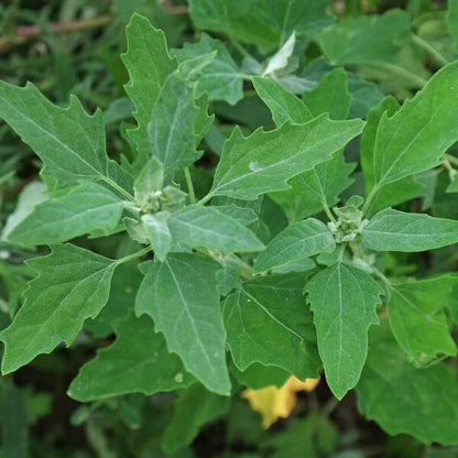 Goosefoot Seeds