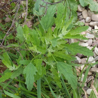 Goosefoot Seeds