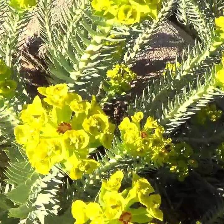 Gopher Purge  Seeds