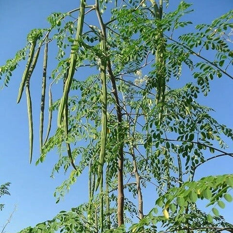 Gordons Dewstick Seeds 