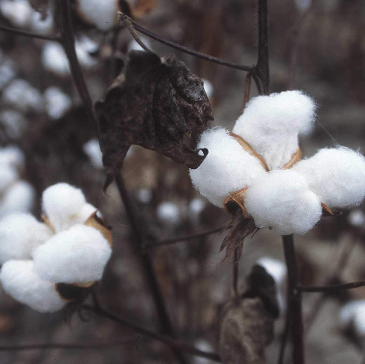 Gossypium Hirsutum Seeds