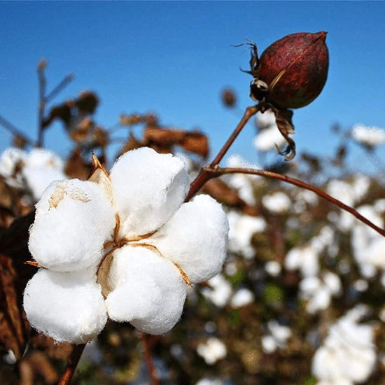 Gossypium Hirsutum Seeds