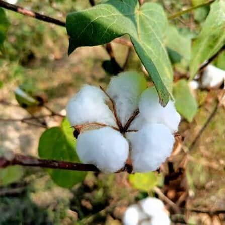 Gossypium Hirsutum Seeds