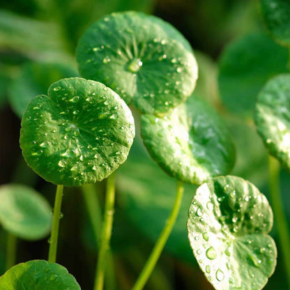 Gotu Kola Seeds - Herbal Plant