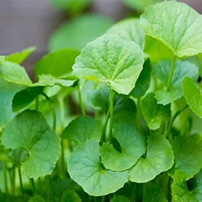 Gotu Kola Seeds - Herbal Plant