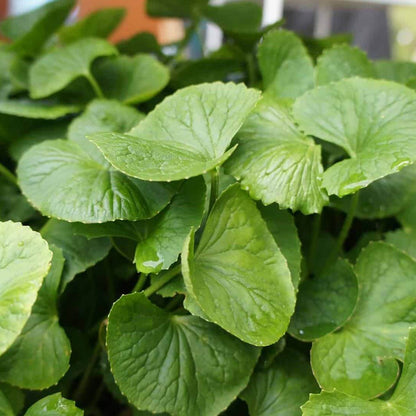Gotu Kola Seeds - Herbal Plant