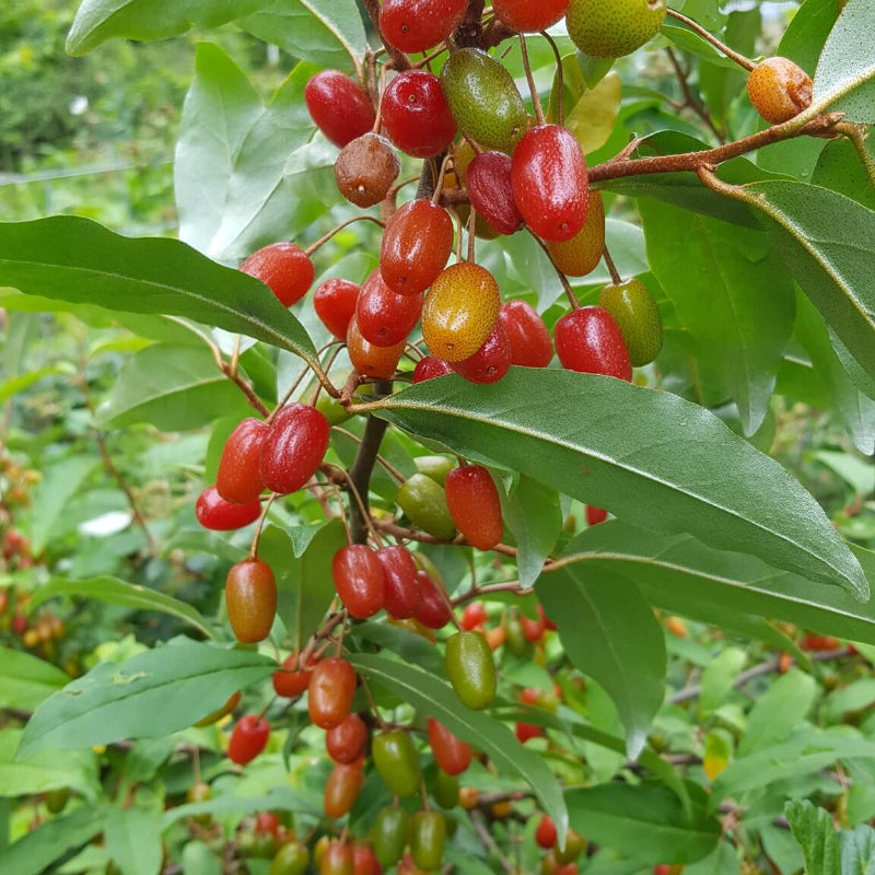 GoumiBerry Seeds 