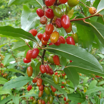 GoumiBerry Seeds 